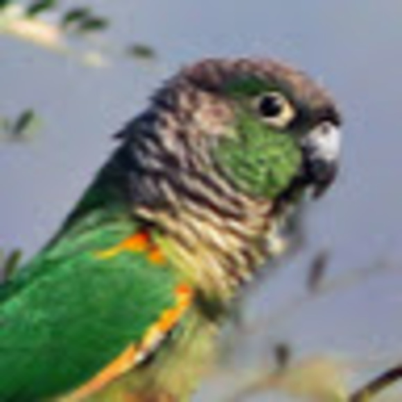 Meet your Posher, Lucia - Picture 1 of 1